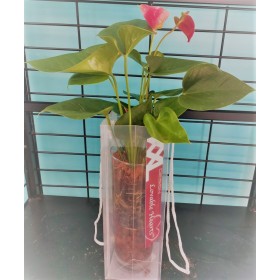 Anthurium in Glass Cyl w/Pebbles & Bag