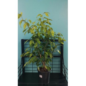 Ficus Benjamina 17cm Lime