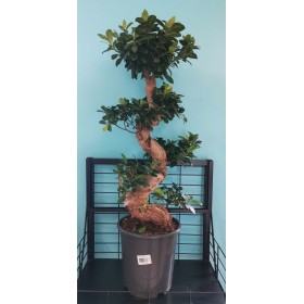 Ficus Microcarpa 27cm Specimen