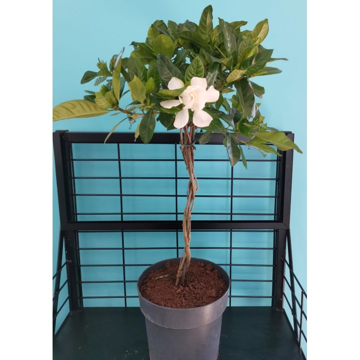 Gardenia 8" Topiary Braid