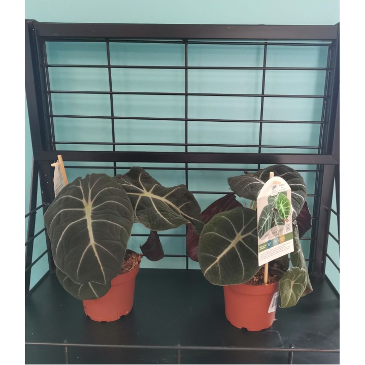 PW Alocasia 5" Black Velvet