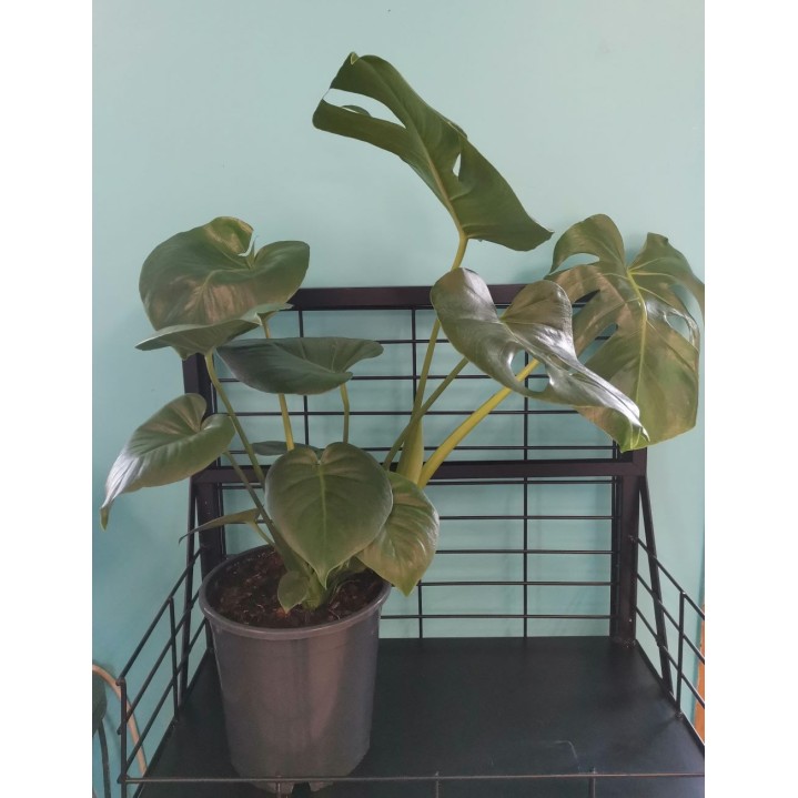 Philodendron 21cm Monstera Deliciosa