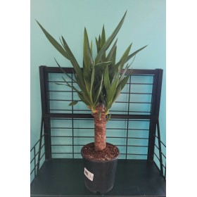 Yucca Cane 17cm