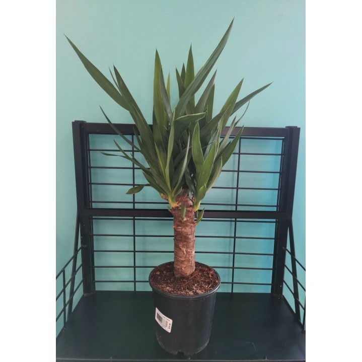 Yucca Cane 17cm