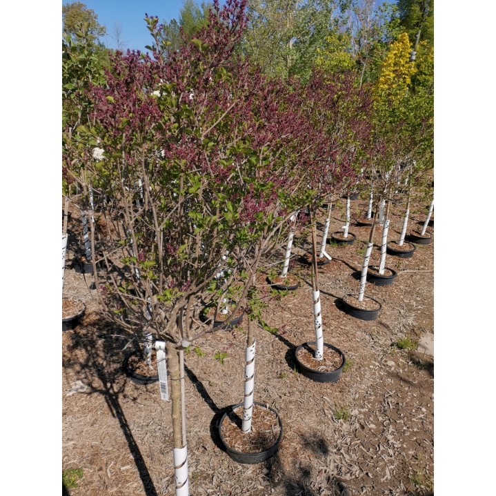 Dwarf Korean Lilac Std