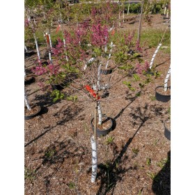 Flowerfest Pink Lilac Std