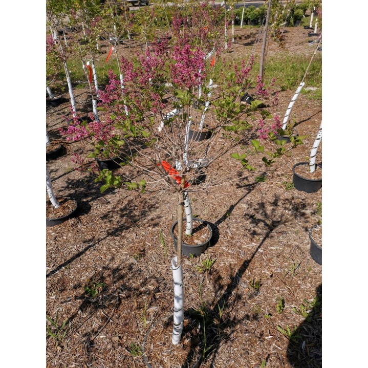 Flowerfest Pink Lilac Std