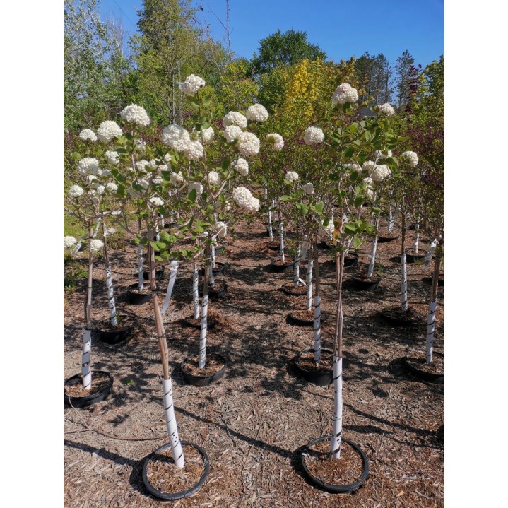 Fragant Viburnum Std